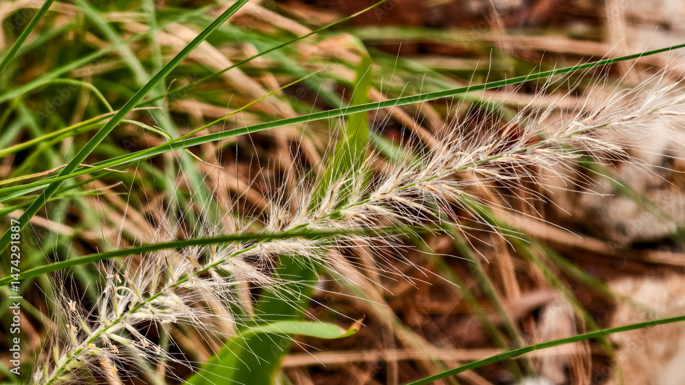 Close-up of foxtail plant with green stalks in natural environment Close-up of foxtail plant with green stalks in natural environment