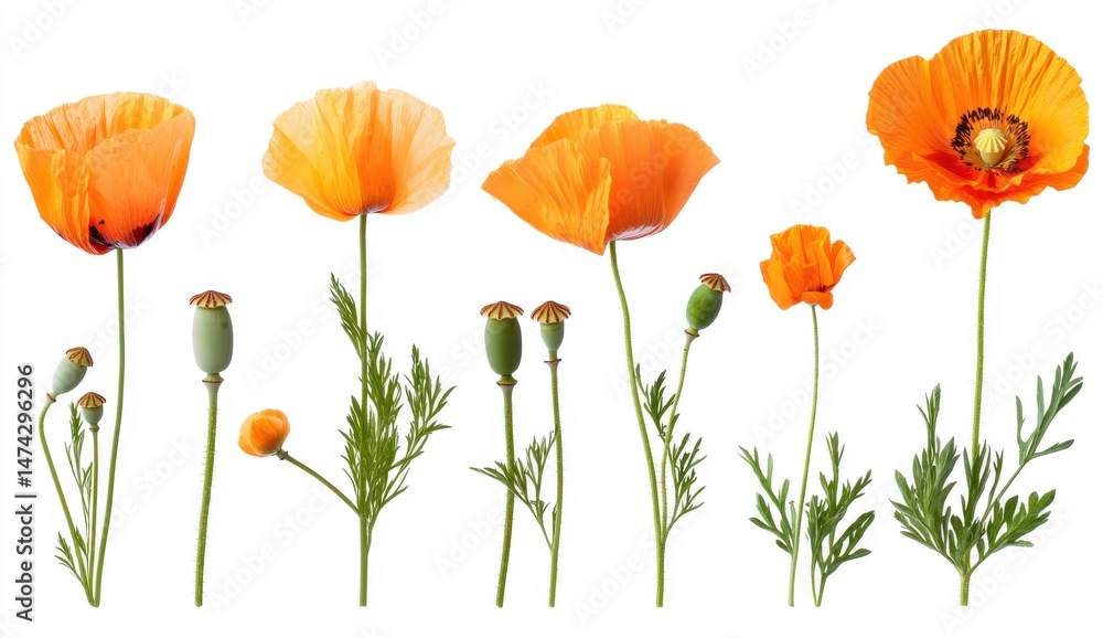 Fototapeta premium Orange Poppies Growth Stages Isolated on White