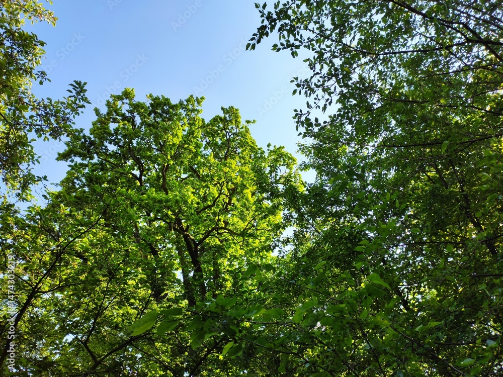 Fototapeta premium Beauty in nature. The colours of nature.