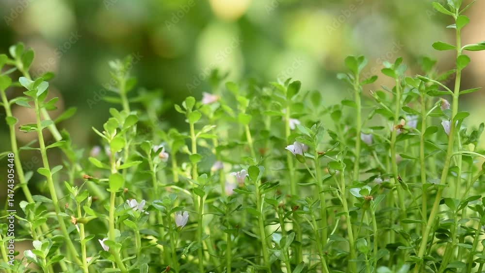 Indian pennywort, brahmi or Bacopa monnieri trees on natural background. Indian pennywort, brahmi or Bacopa monnieri trees on natural background.