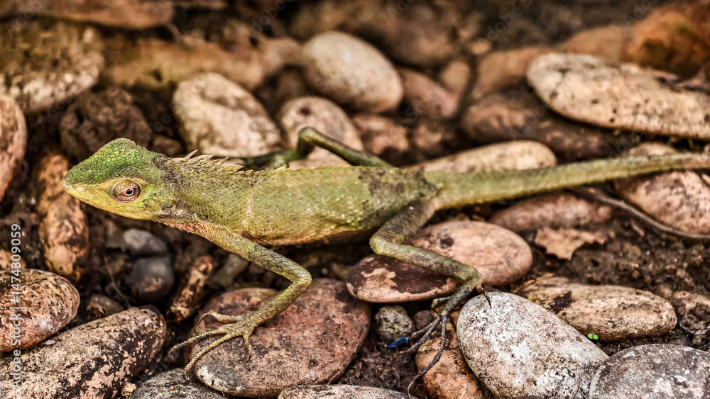 Obraz premium Green garden lizard resting on rocks, blending seamlessly with nature