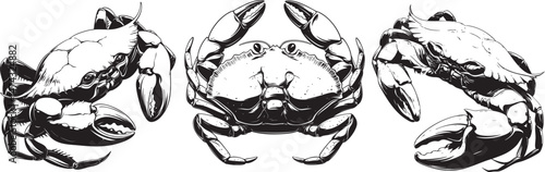 Black and white illustration of three crabs in symmetrical layout