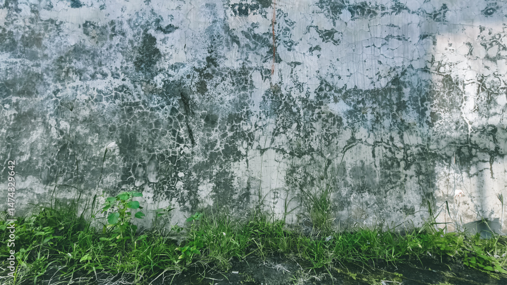 Obraz premium Weathered Wall Texture with Growing Greenery, a visual metaphor of nature's resilience