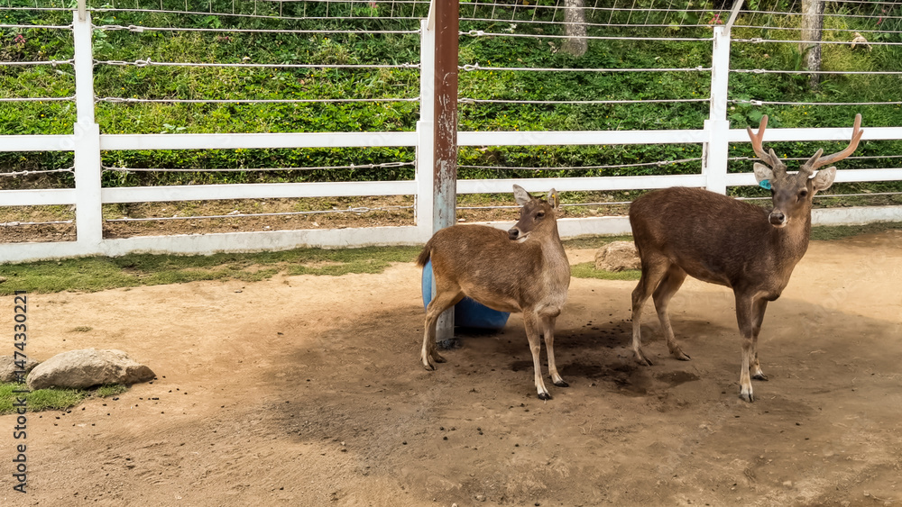 Fototapeta premium A Deer Family Portrait in a Farm Enclosure under the Warm Daylight
