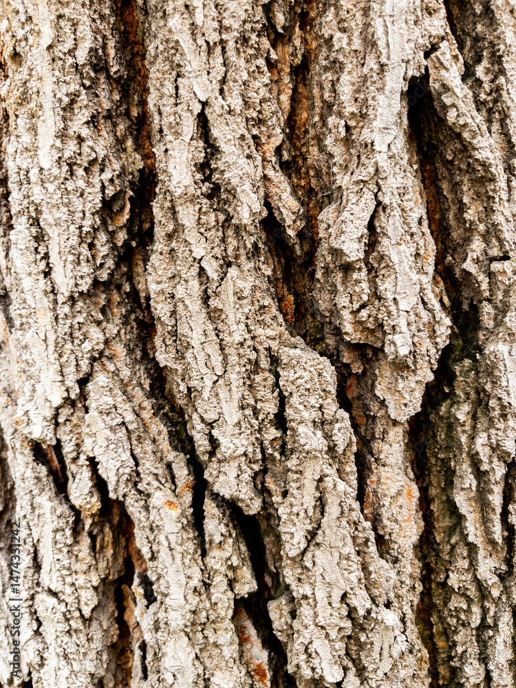 Obraz premium Dry tree bark texture as background