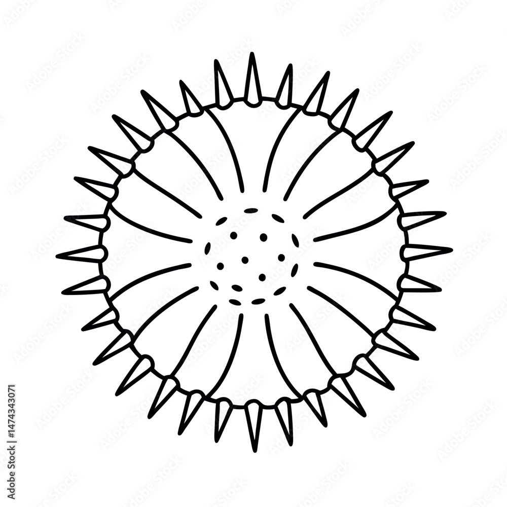 sea urchin line art illustration sea urchin line art illustration
