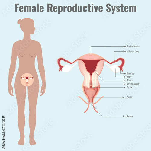 Diagram of Female Reproductive System Illustration