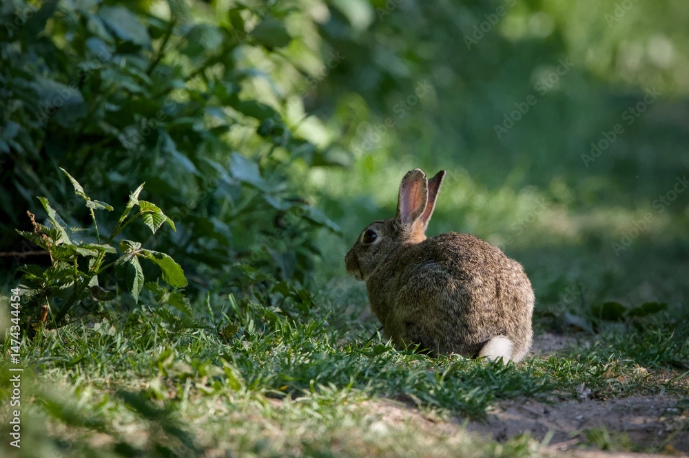 Fototapeta premium Bunny in a city park