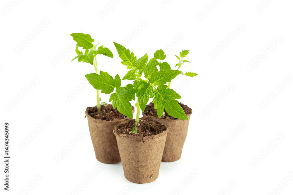 Fototapeta premium Tomato seedlings in peat pots isolated on white background.