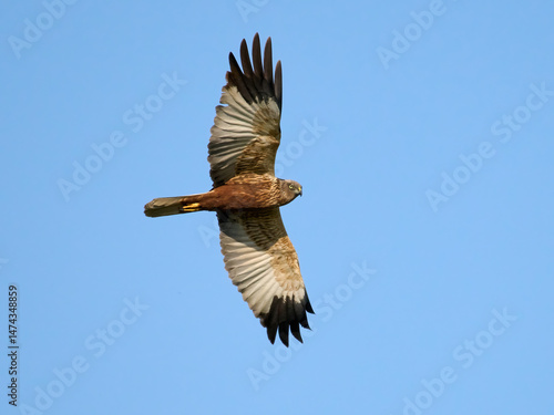 Western marsh harrier (Circus aeruginosus)