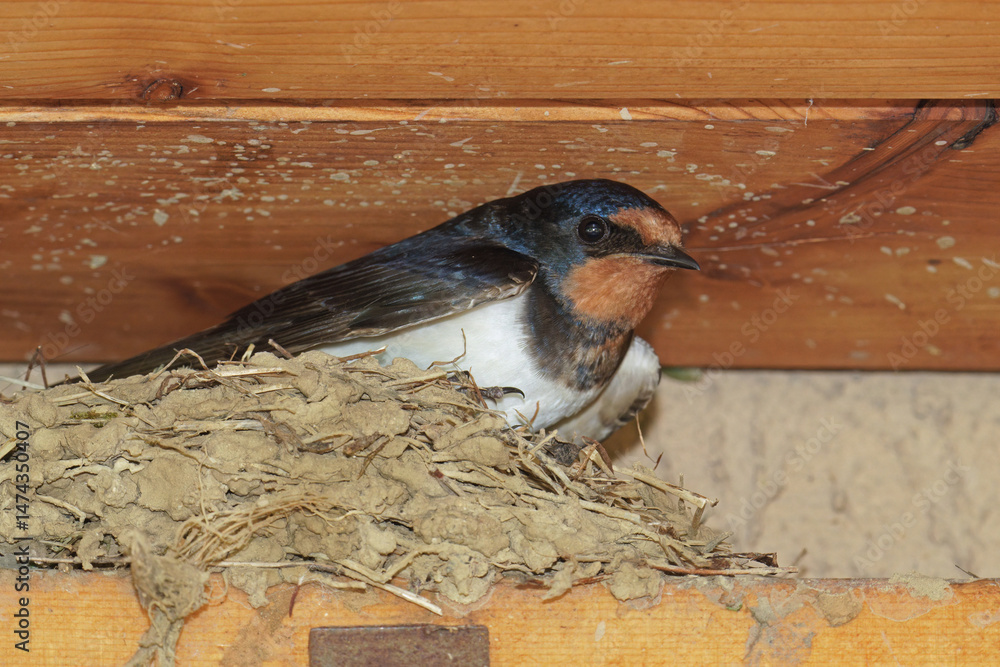 Obraz premium barn swallow while broods in its nest