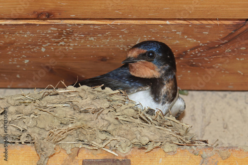portrait of a barn swallow while broods in its nest