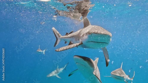 Wallpaper Mural Predatory shark eats its prey in the ocean. Reef sharks and other fish in the indian ocean off the coast of the Seychelles. Underwater slow motion shot Torontodigital.ca