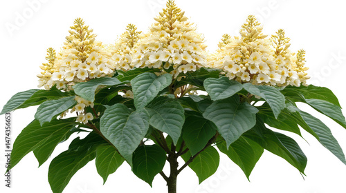 Elegant Rodgersia Podophylla Blossom in PNG transparent background for Creative Projects
