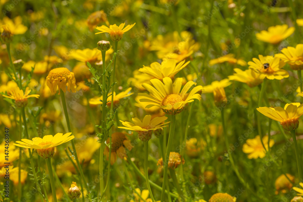 Obraz premium A vibrant field of yellow daisies blooming under the sun. This cheerful floral scene captures the warmth and brightness of spring and summer, perfect for uplifting home wall decor.