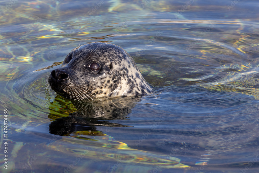 Obraz premium A playful seal gracefully surfaces in the crystal clear water, showcasing its sleek body and lively demeanor with charm