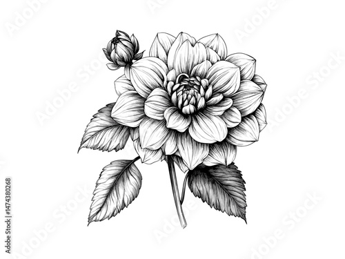 Antique Engraving Style Dahlia Flower, botanical illustration, hand-drawn sketch, trendy floral decor, bloom, dahlia, vintage ink drawing, retro flower art, engraving