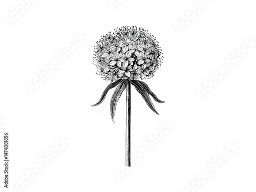 Allium flower in antique engraving style, detailed hand-drawn botanical sketch, vintage retro flora, black and white floral print, trendy petals, classic nature illustration