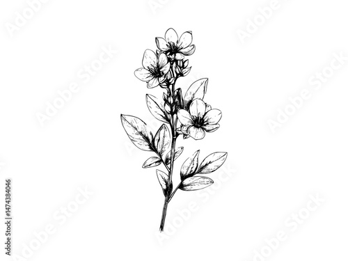 Antique Botanical Sketch of Rue Plant, Vintage Hand-Drawn Floral Illustration, Retro Bloom Artwork, Classic Nature Engraving, Elegant Flower Wall Art,