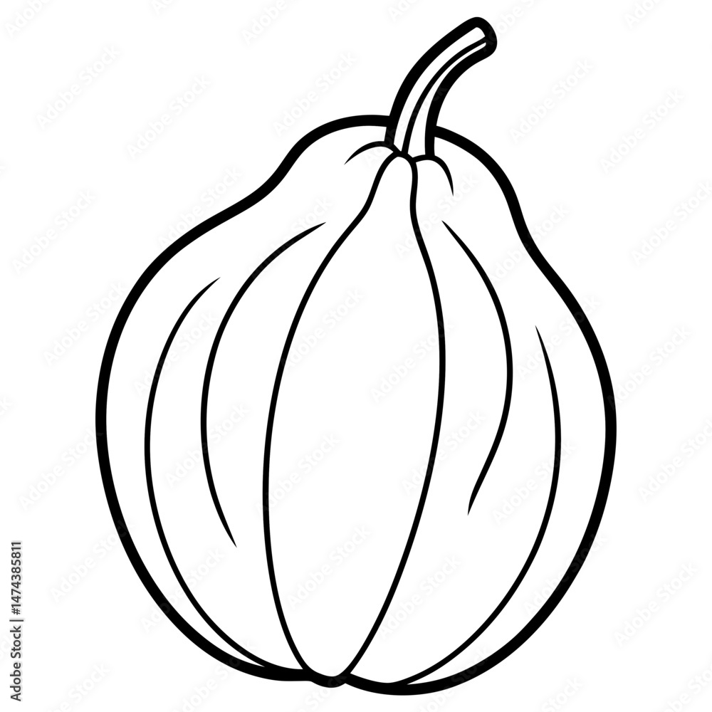 Chayote Botanical Vector Illustration Chayote Botanical Vector Illustration