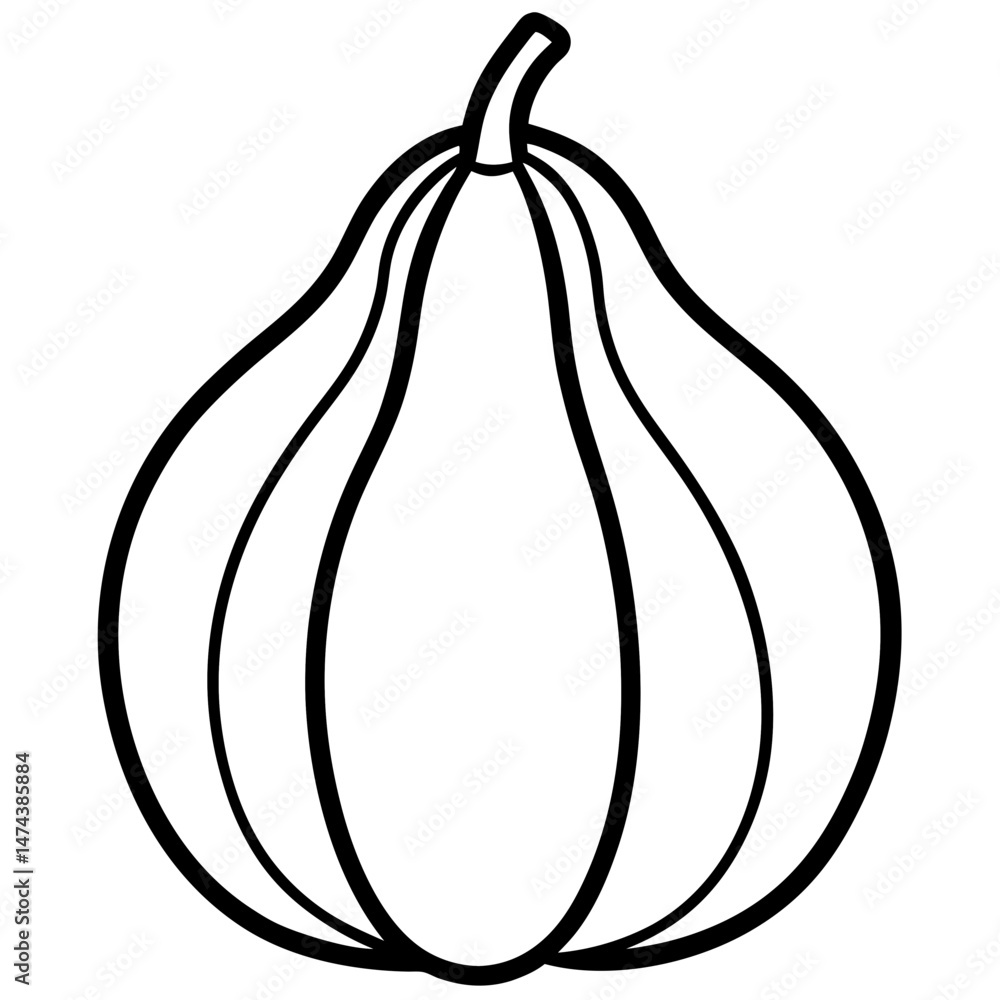 Chayote Botanical Vector Illustration Chayote Botanical Vector Illustration