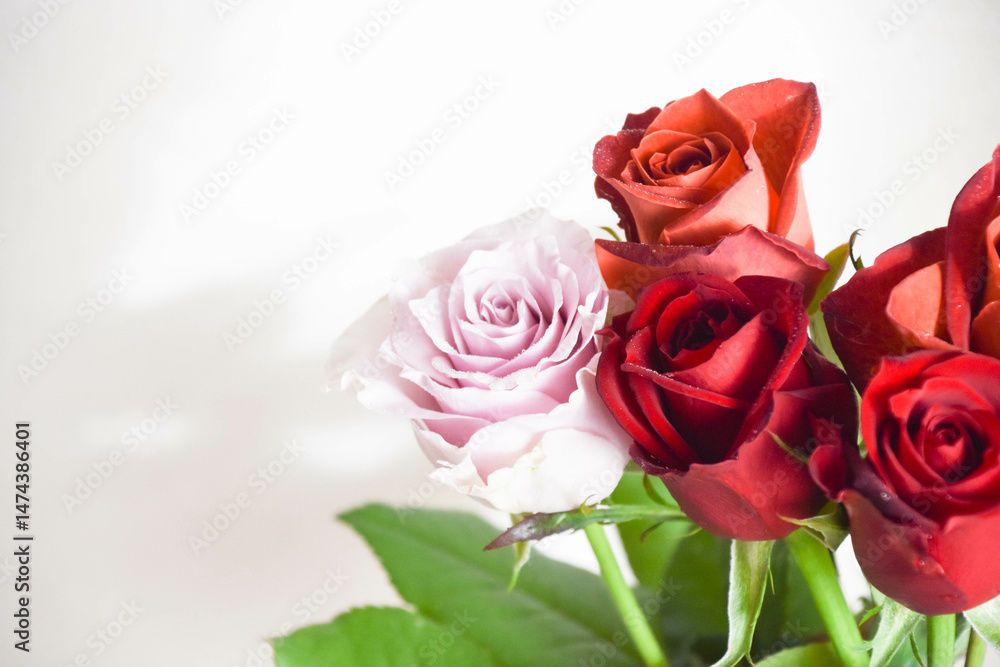 Fototapeta premium 三色のバラ