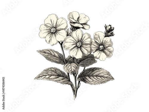 Engraved vintage print of Verbena flower, botanical hand-drawn illustration, black sketch, antique decor, nature engraving, trendy floral artwork, old engraving style, flora bloom