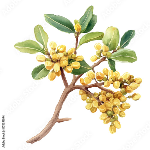 Frankincense A Single Branch, watercolor vector, isolated on a white background.