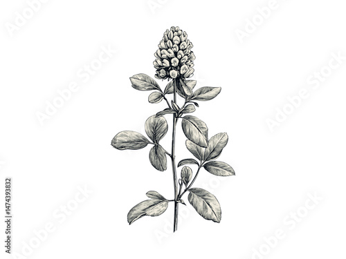 Vintage clover blossom engraving, hand-drawn floral sketch, antique botanical illustration, black wildflower decor motif, retro nature print, old engraving style, plant sketch art