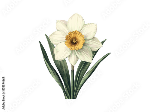 Wallpaper Mural Antique engraving style, vintage botanical art print, daffodil flower, hand-drawn sketch, nature spring bloom, floral decor, trendy illustration, black sketch, daffodil summer flower Torontodigital.ca