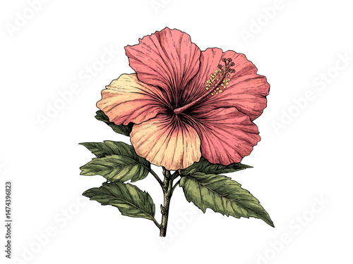 Black sketch, hibiscus flower bloom engraving, vintage tropical floral decor, hand-drawn plant illustration, spring and summer garden print, antique retro style, botanical trendy art
