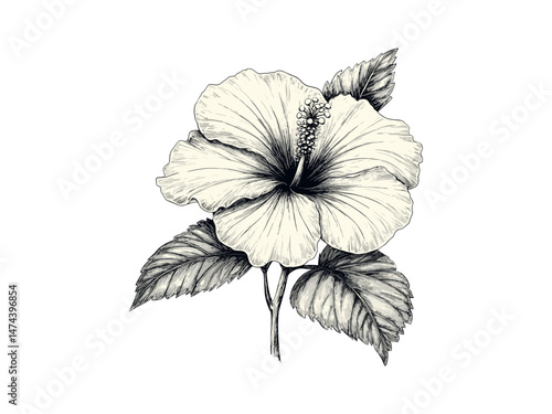 Engraving of hibiscus flower bloom, hand-drawn tropical floral sketch, vintage botanical decor, antique plant illustration, trendy garden print, summer flower, spring decor, retro vintage
