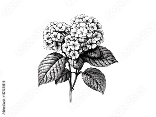 Hand-drawn vintage floral sketch, engraving of lantana flower head, antique botanical illustration, trendy engraved garden print, summer spring flower, rustic decor, Black sketch