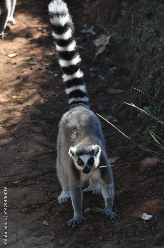 Fototapeta premium The ring-tailed lemur, Lemur catta, Madagascar 