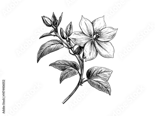 Engraving of silverleaf nightshade flower, vintage botanical illustration, rustic garden bloom, spring flower sketch, trendy engraved motif, hand-drawn floral art, summer decor,