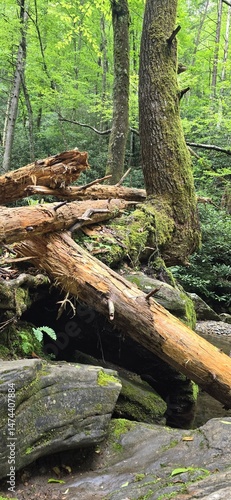 tree in the forest 15