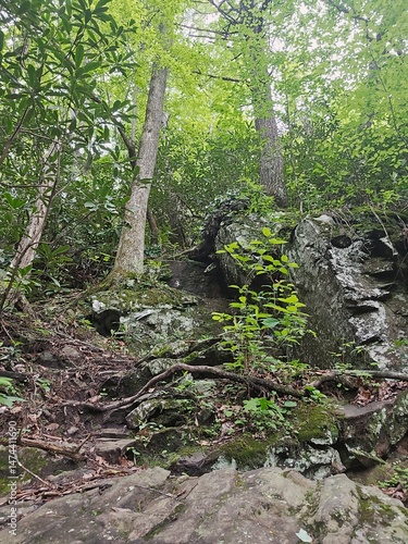 tree in the forest 7
