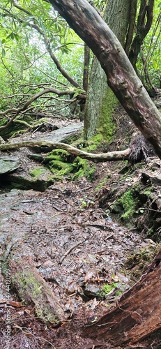 tree in the forest 6