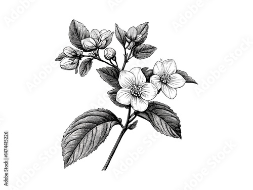 Vintage wildflower engraving, hand-drawn wild sarsaparilla illustration, antique floral sketch, rustic decor motif, botanical drawing, woodland flower artwork,