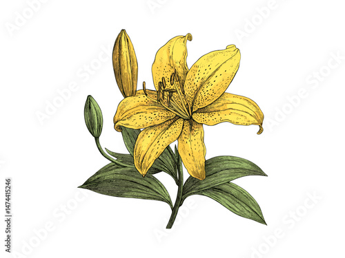 Yellow trout lily bloom engraving, hand-drawn floral design, vintage botanical illustration, rustic print style, trendy decor motif, black sketch, old engraving style