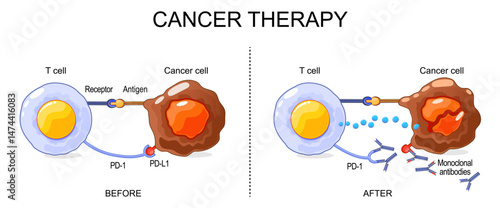 Cancer therapy and Monoclonal antibodies.