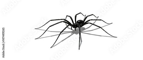 A realistic black spider with long legs and shadow isolated against a white background