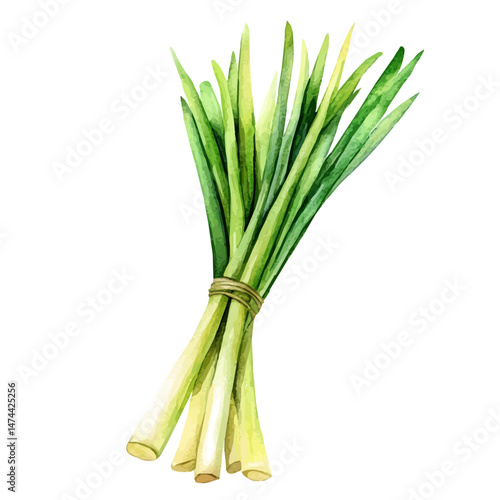 Lemongrass A Single Branch, watercolor vector, isolated on a white background.