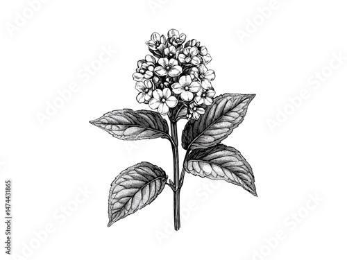 Vintage garden heliotrope flower engraving, antique botanical decor, trendy hand-drawn floral illustration, rustic black sketch, single bloom art print, old-style engraving, botanical design