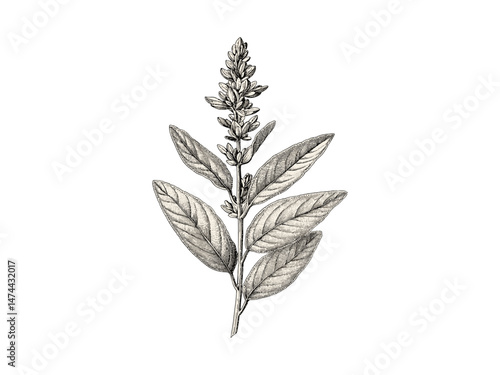 Vintage botanical sketch, hand-drawn engraving of sage leaf and flower, rustic garden decor motif, antique floral illustration, trendy herb print, old engraving style, black sketch, vintage decor.