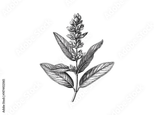Antique floral illustration, trendy hand-drawn engraving of sage leaf, vintage botanical sketch, rustic garden decor motif, black sketch, old engraving style, floral herb print, vintage decor.