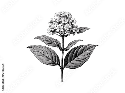 Vintage swamp milkweed flower, hand-drawn botanical sketch, antique floral design, rustic wetland bloom, engraved decor motif, black line illustration, old engraving style, nature wall art