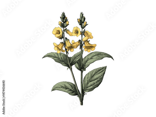 Hand-drawn engraving of yellow archangel flower, vintage botanical sketch, antique floral illustration, rustic garden print, trendy engraved decor, black sketch, old engraving style
