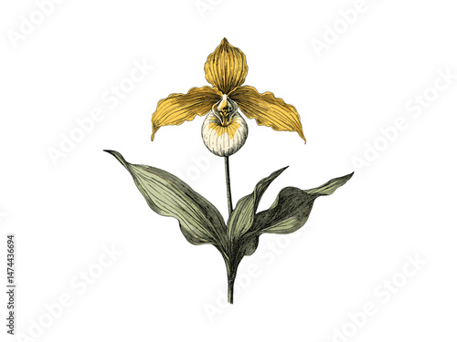Hand-drawn yellow lady's slipper flower engraving, vintage botanical sketch, rustic orchid bloom print, antique floral illustration, trendy engraved decor motif, old engraving style, floral art print