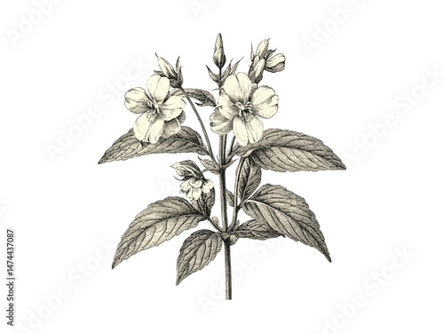 Yellow archangel flower engraving, hand-drawn vintage botanical sketch, antique floral illustration, rustic decor, trendy engraved print, old black sketch, floral vintage art, rustic garden motif